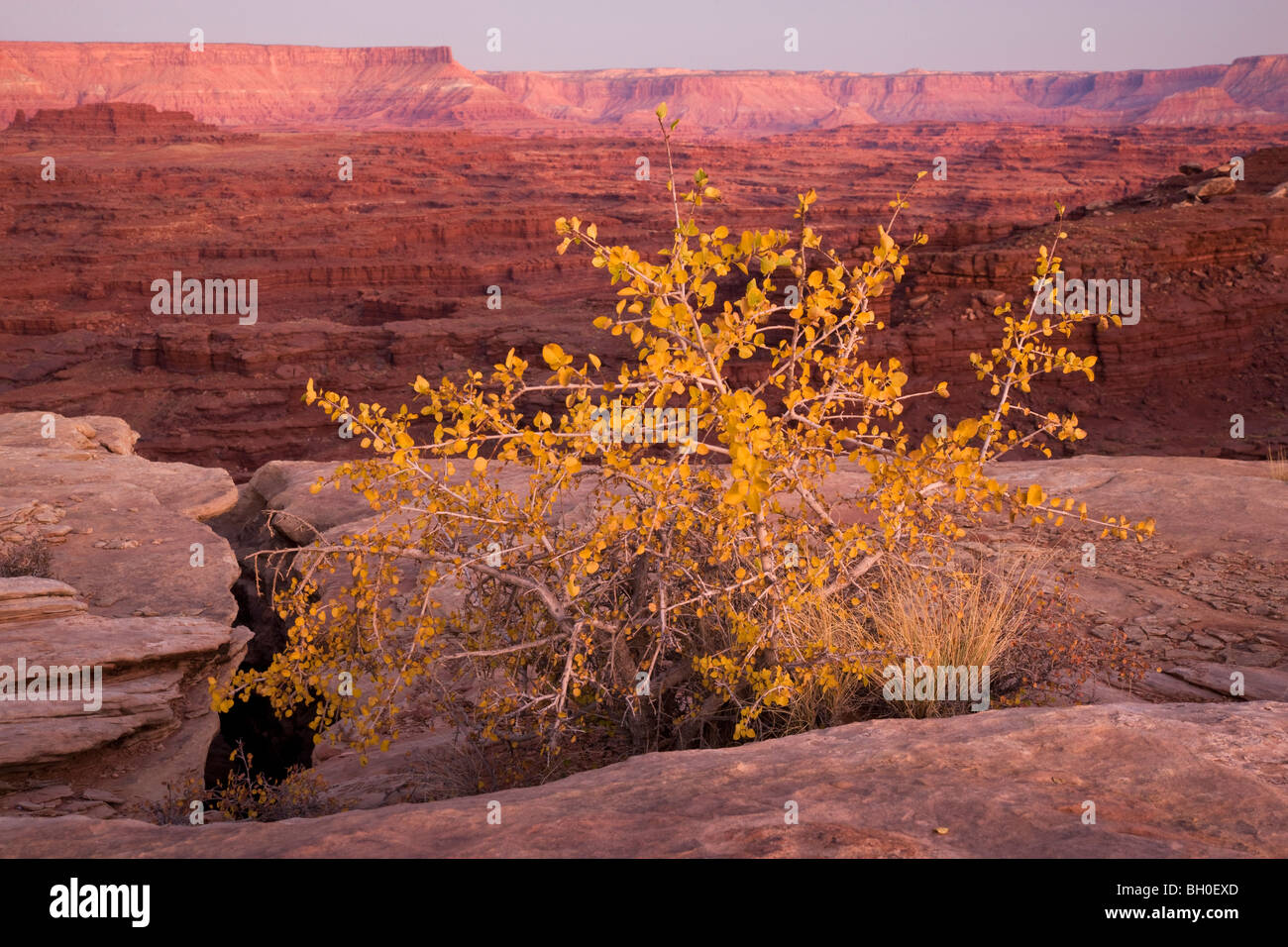 Le long de la Rim Trail blanc de l'île, dans le ciel, District Canyonlands National Park, près de Moab, Utah. Banque D'Images