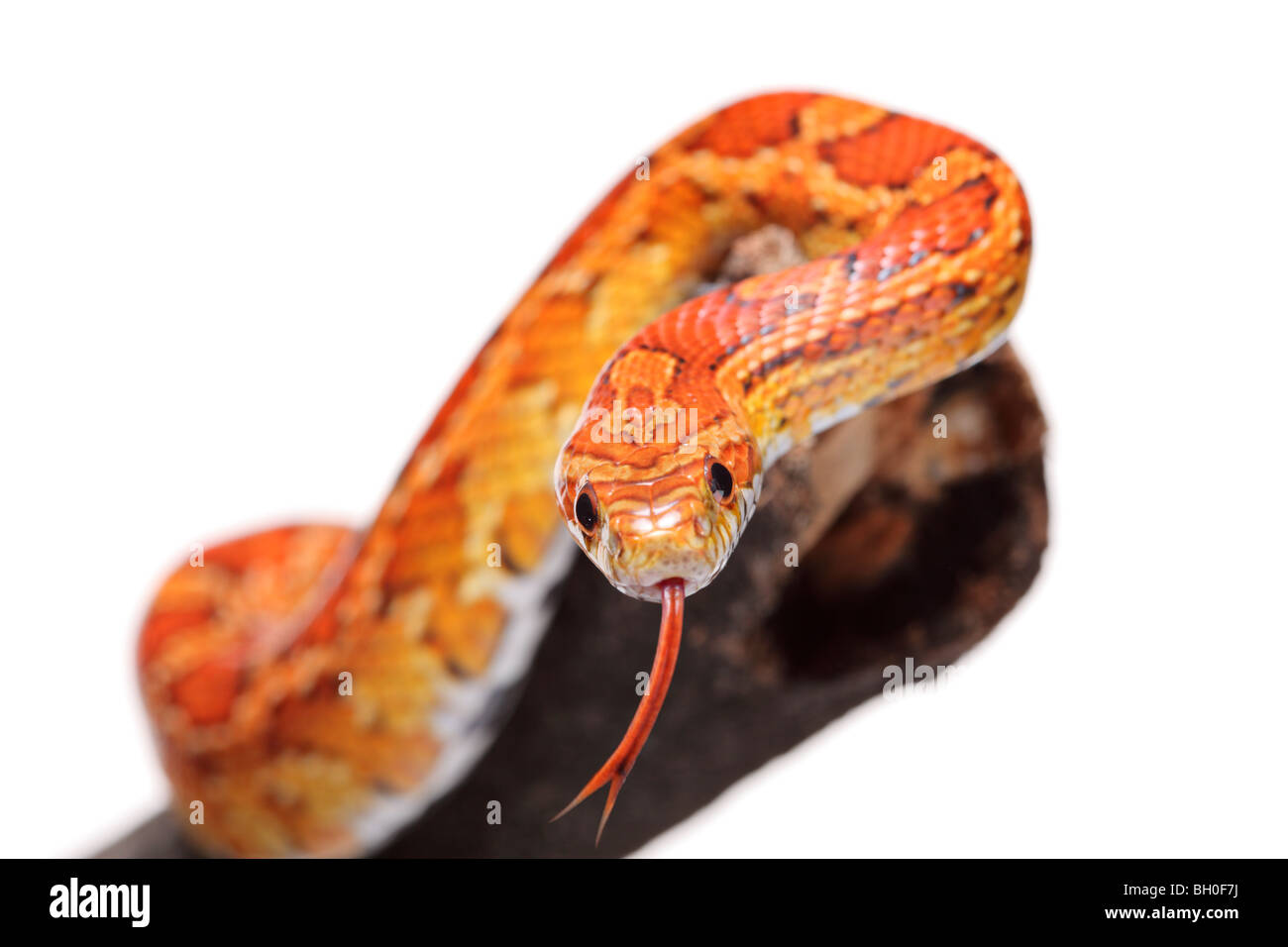 Snake sur une branche Banque D'Images