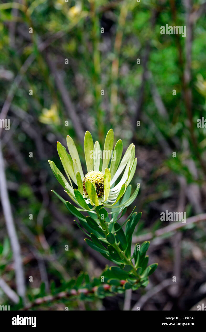 Leucadendron chamela fynbos fleur jaune Banque D'Images