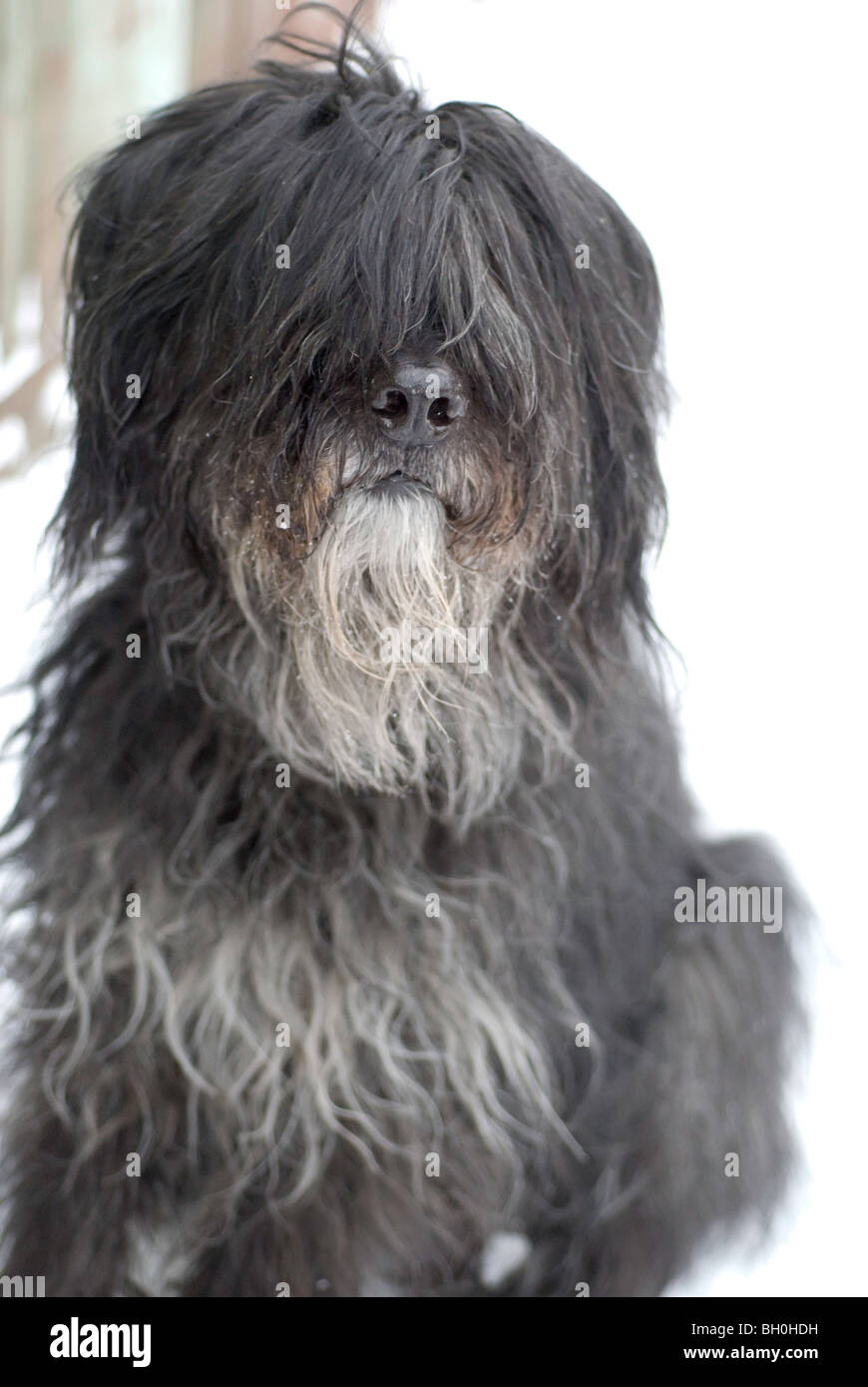 Bouvier des Flandres Banque D'Images