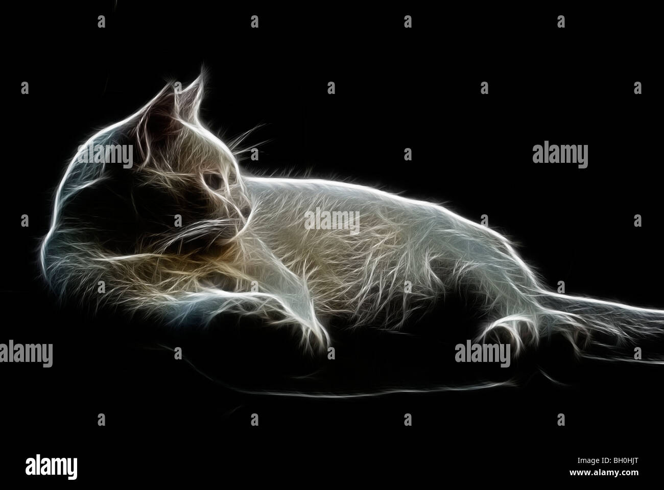 Une image-fractale du profil d'un chat blanc errants Banque D'Images Une image-fractale du profil d'un chat blanc errants Banque D'Images