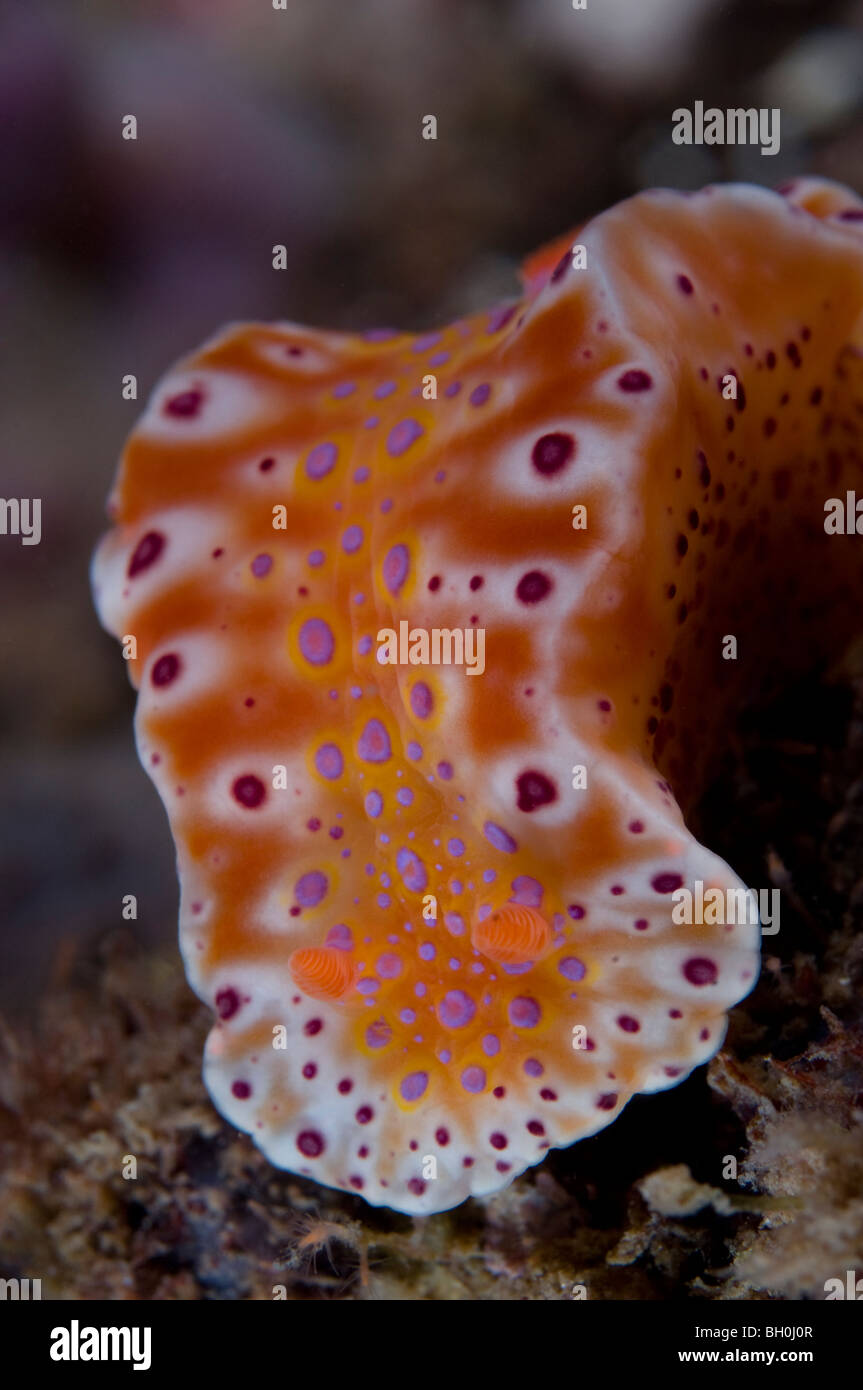 Nudibranche, Ceratosoma brevicaudatum, Wool Bay, Australie du Sud. Banque D'Images