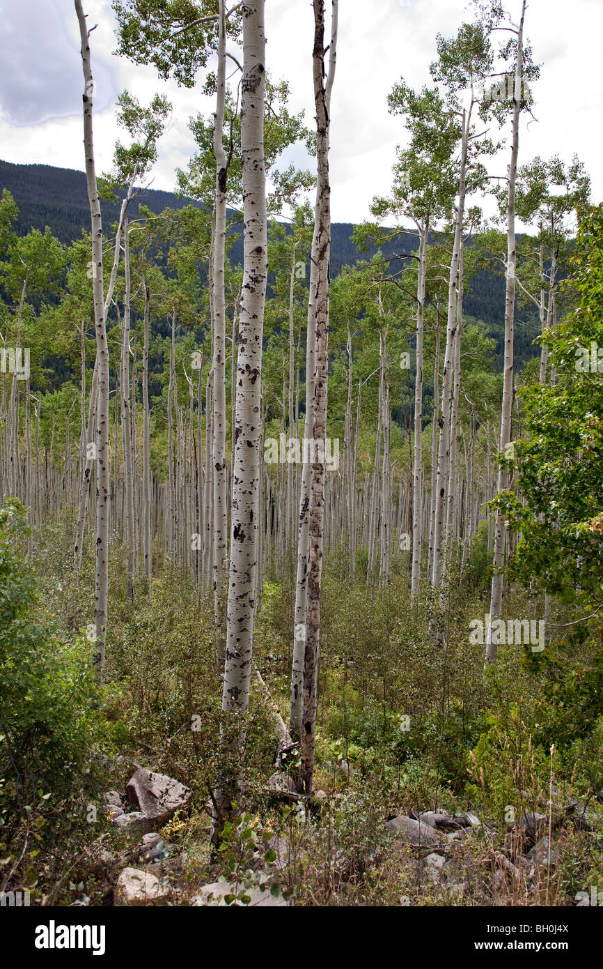 Forêt, les arbres à Avon, Colorado Banque D'Images