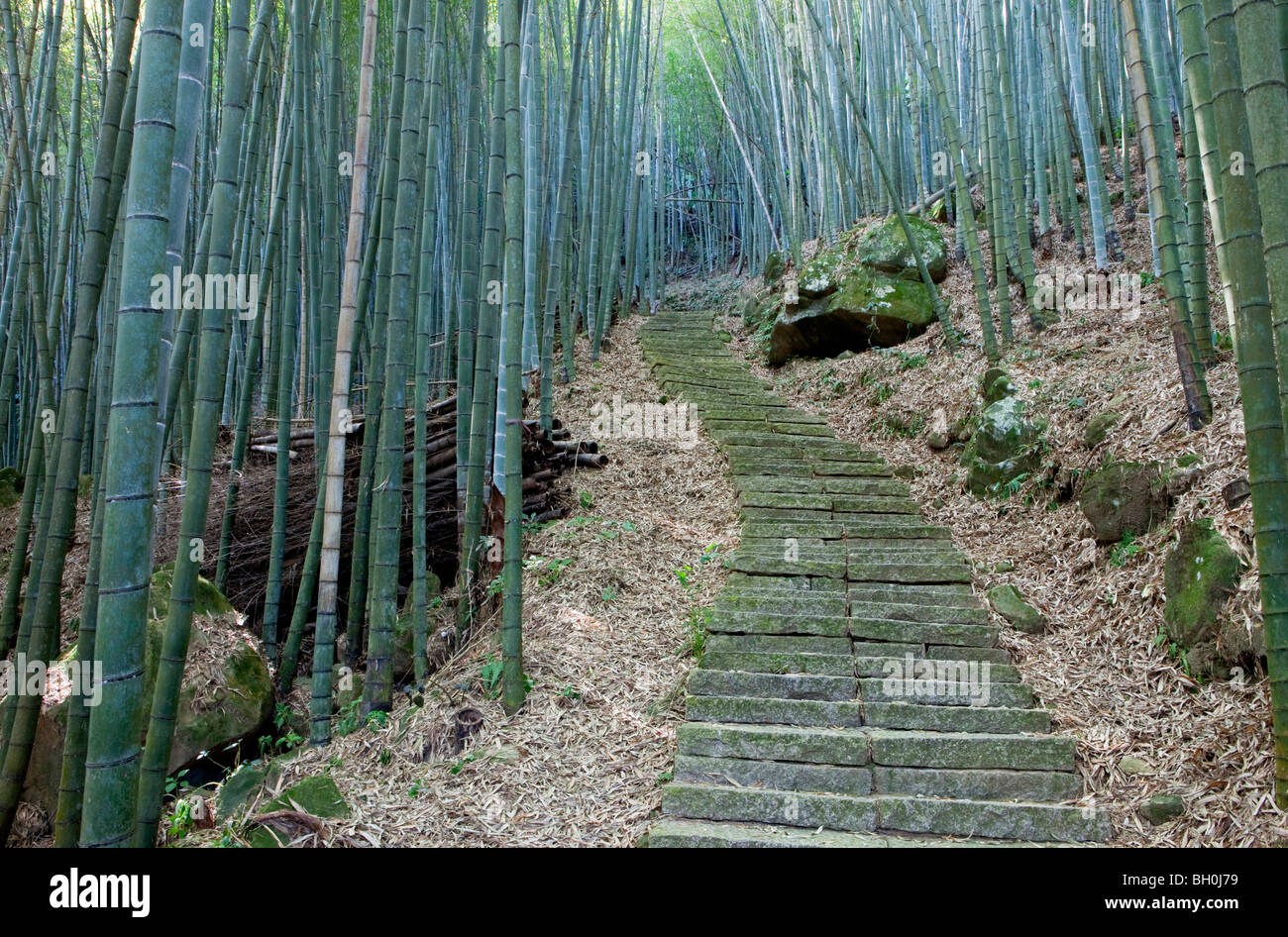 Escaliers en pierre à une forêt de bambous, Rueili, Alishan, Taïwan, l'Asie Banque D'Images