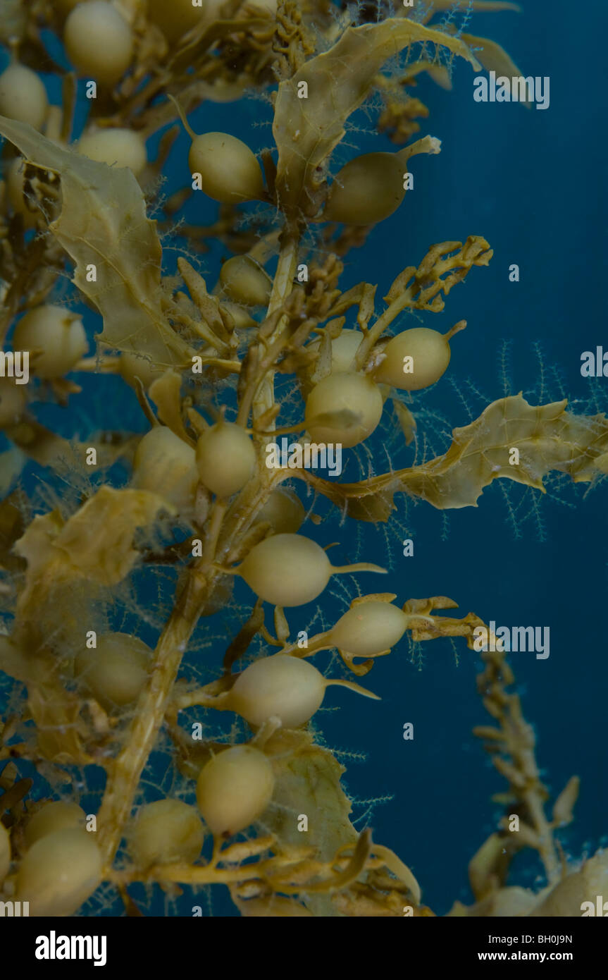 Détail d'algues, Wool Bay, Australie du Sud. Banque D'Images