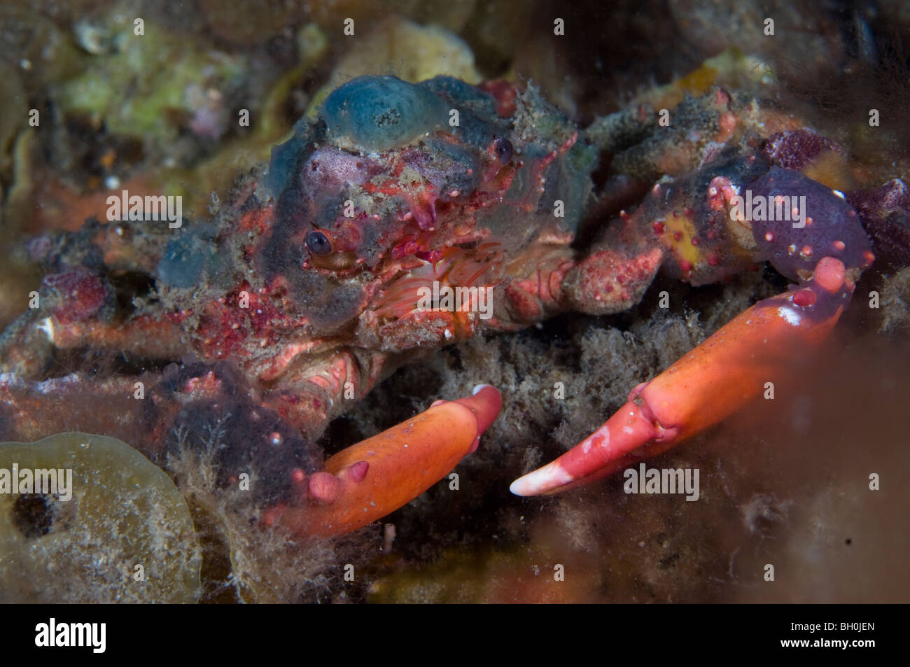 Crabe, Wool Bay, Australie du Sud. Banque D'Images