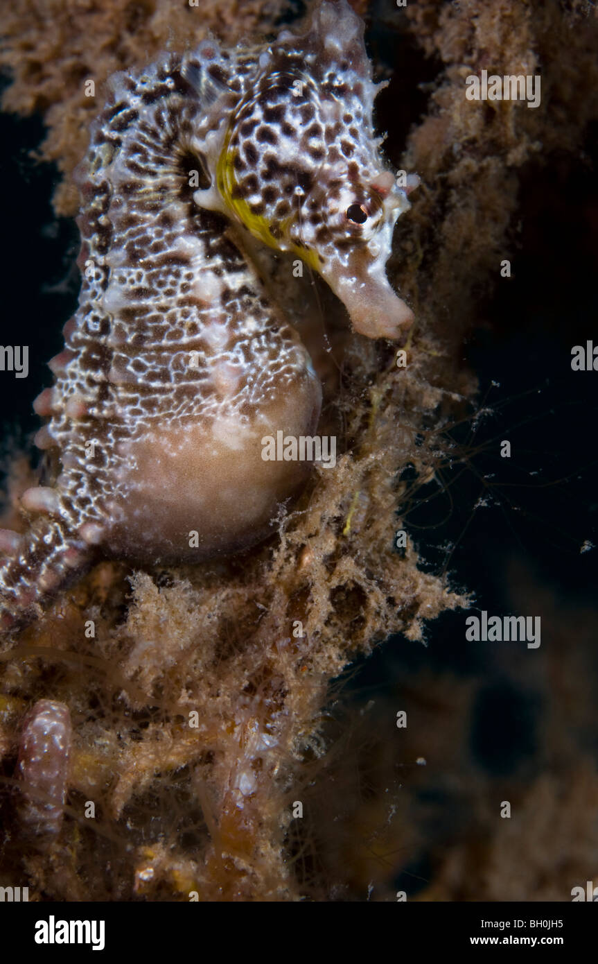 Hippocampe rouge, de l'Hippocampe breviceps, Wool Bay, Australie du Sud. Banque D'Images