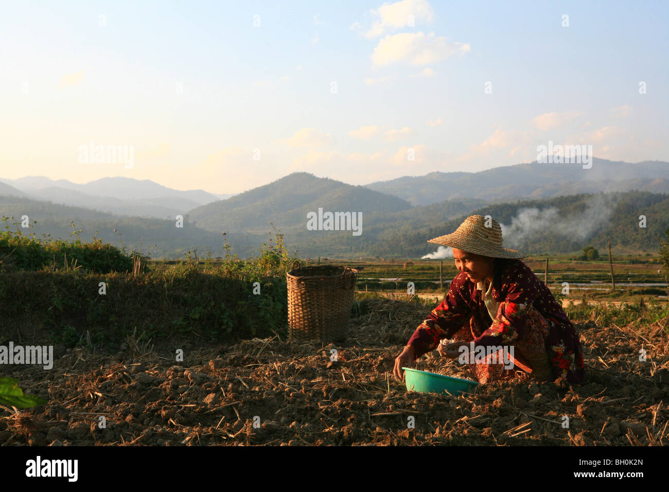Shan femme travaillant sur le terrain dans la soirée, Hispaw, Shan State, Myanmar, Birmanie, Asie Banque D'Images