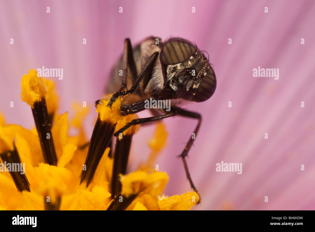Hover Fly Bee imiter la récolte d'un cosmos flower Banque D'Images
