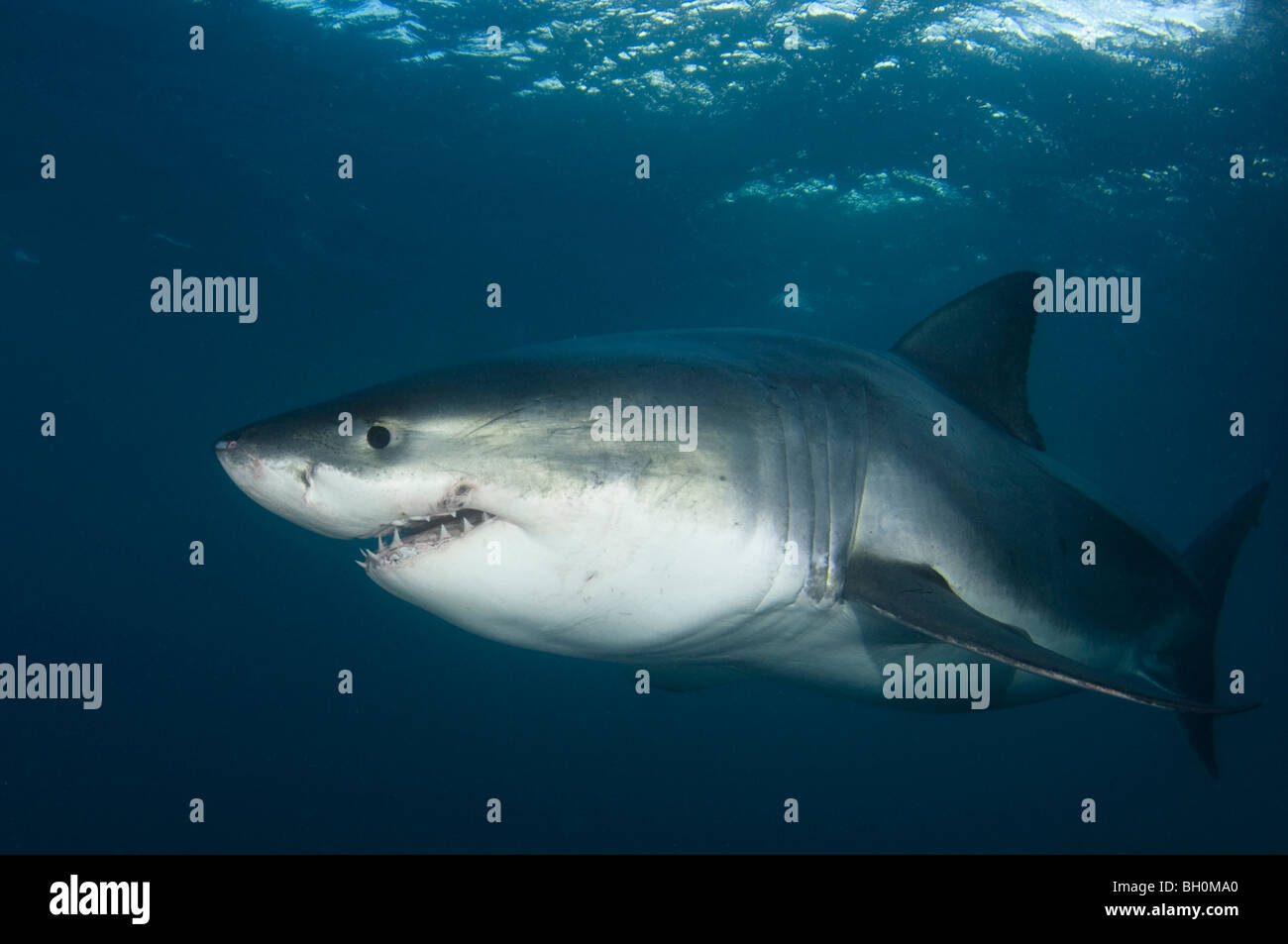 Le grand requin blanc, Carcharodon carcharias, Neptune, l'Australie du Sud, Australie. Banque D'Images