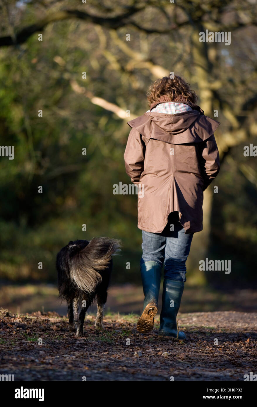 Propriétaire et promenade de chiens dans les bois seul des femmes adultes et des border collie Gopsort Banque D'Images