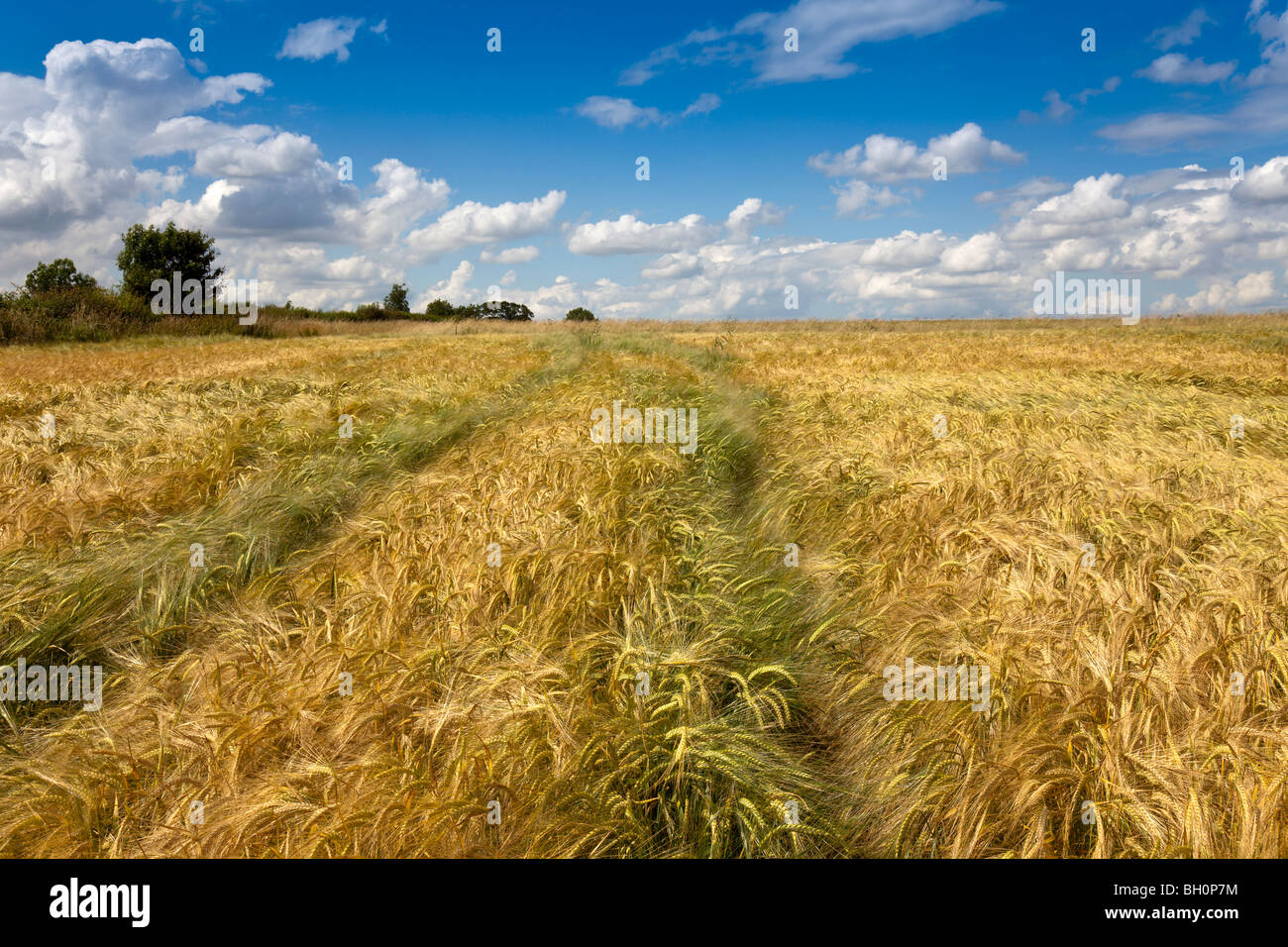 Champ de blé Juillet, Lincolnshire, Angleterre,GO Banque D'Images