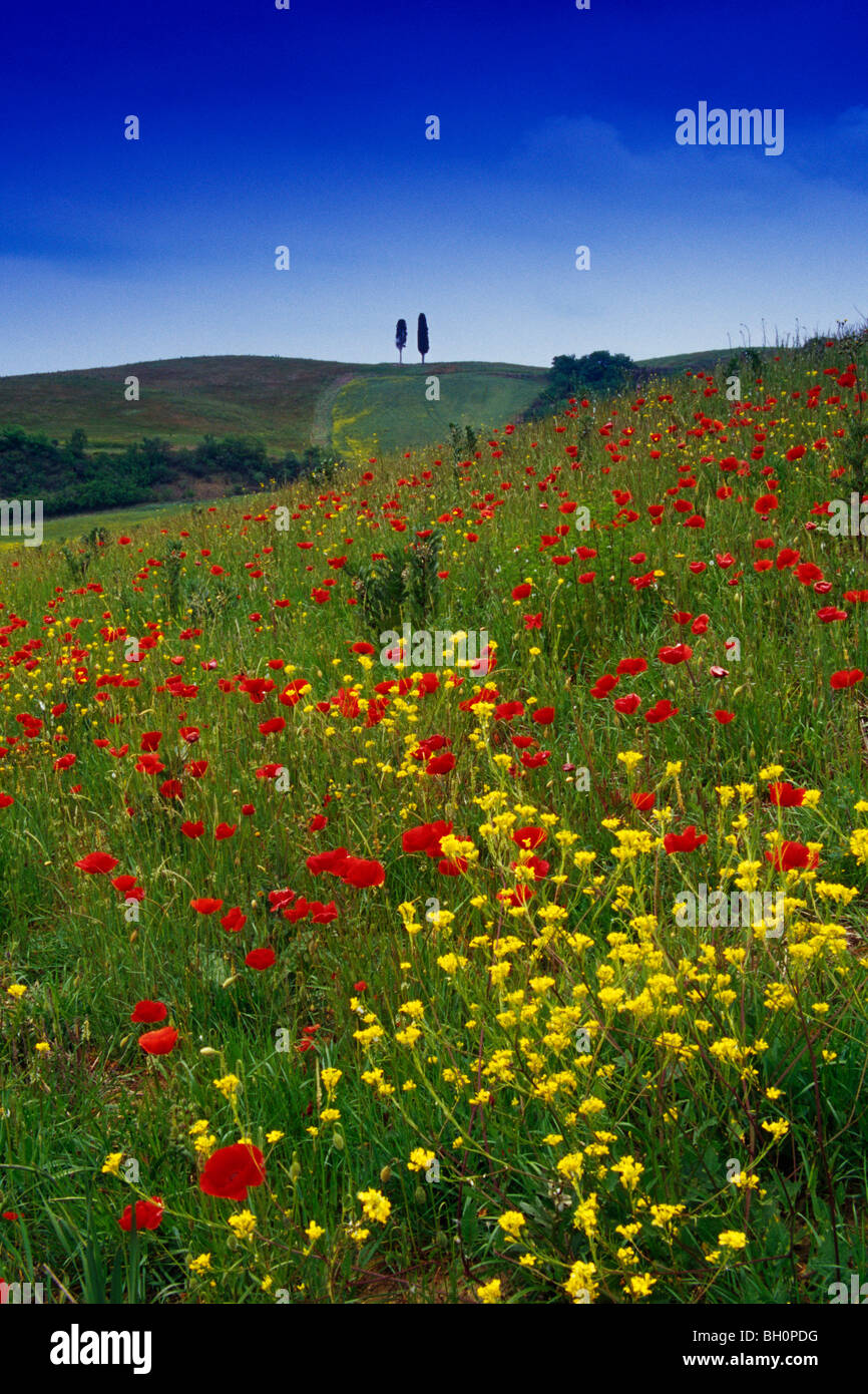 Pré des Fleurs de coquelicots sous le ciel bleu, Val d'Orcia, Toscane, Italie, Europe Banque D'Images Pré des Fleurs de coquelicots sous le ciel bleu, Val d'Orcia, Toscane, Italie, Europe Banque D'Images