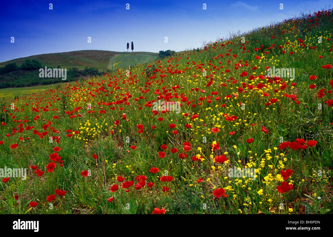 Pré des Fleurs de coquelicots sous le ciel bleu, Val d'Orcia, Toscane, Italie, Europe Banque D'Images Pré des Fleurs de coquelicots sous le ciel bleu, Val d'Orcia, Toscane, Italie, Europe Banque D'Images