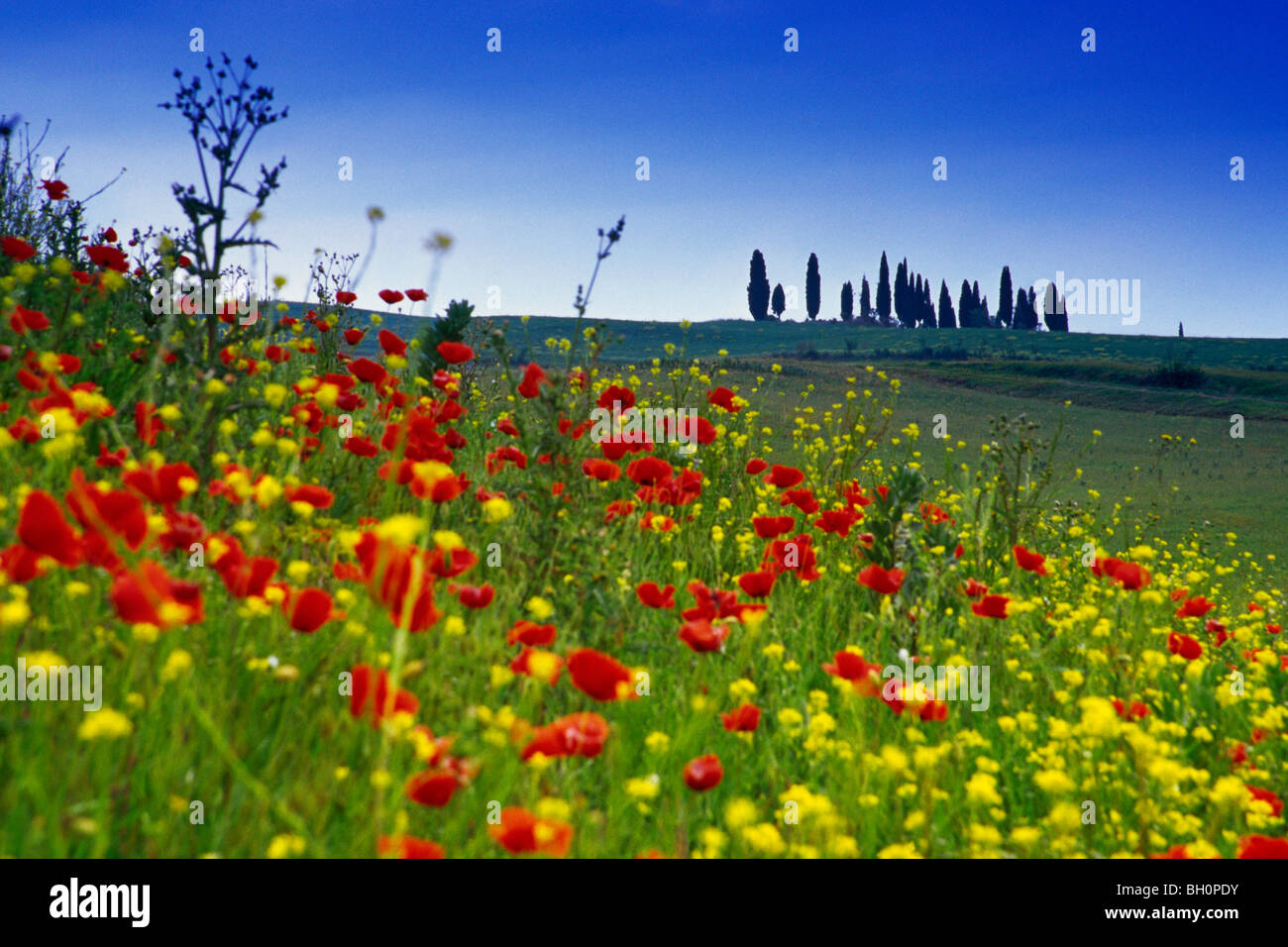 Pré des Fleurs de coquelicots sous le ciel bleu, Val d'Orcia, Toscane, Italie, Europe Banque D'Images Pré des Fleurs de coquelicots sous le ciel bleu, Val d'Orcia, Toscane, Italie, Europe Banque D'Images