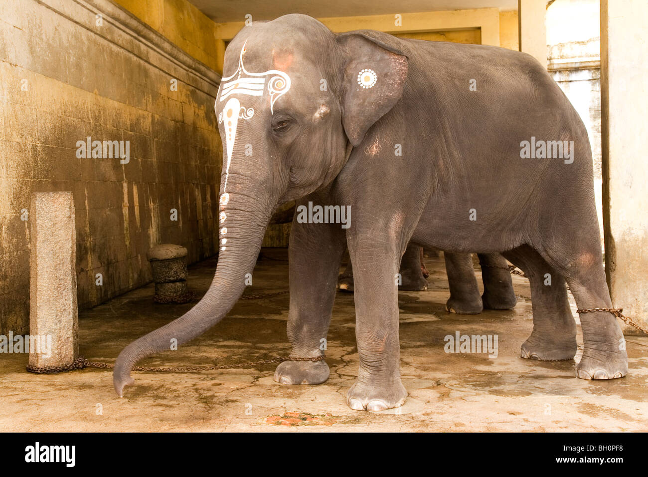 Le temple le Temple de l'éléphant à Kailasanath Kanchipuram, en Inde. Banque D'Images