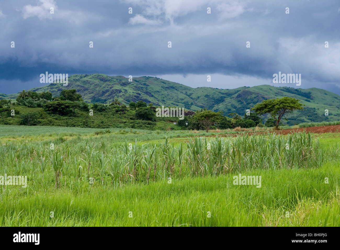 Champ de canne à sucre et de végétation verte à Nausori Highlands, Viti Levu, Fidji, Îles du Pacifique Sud, l'Océanie Banque D'Images