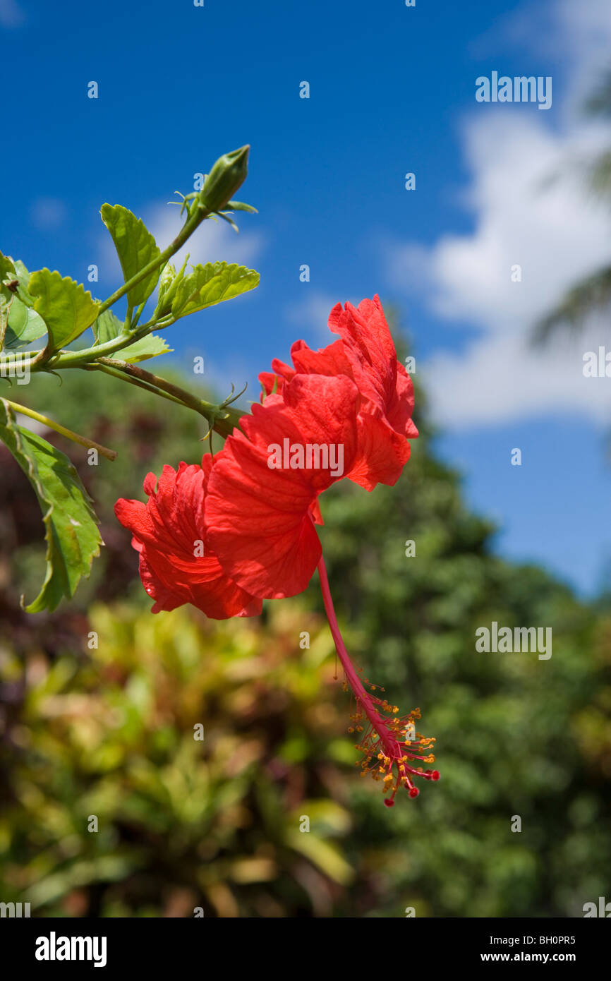 Fleur d'Hibiscus rouge, Nuku'alofa, Tongatapu, Tonga, Pacifique Sud, l'Océanie Banque D'Images