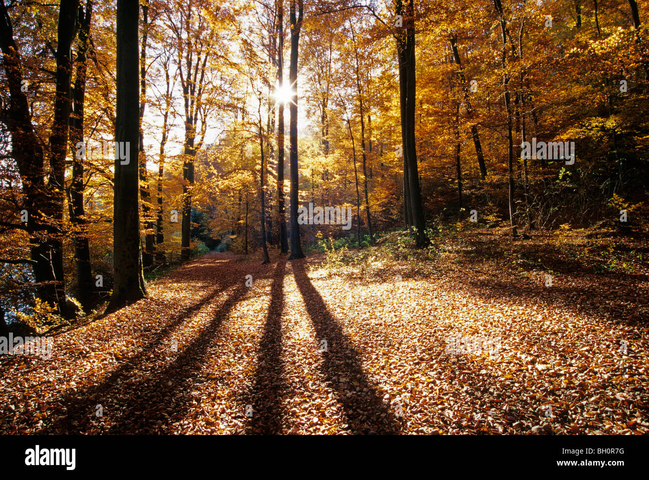 Bois de hêtre à Pulvermaar près de Gillenfeld, Eifel, Rheinland-pfalz, Allemagne Banque D'Images