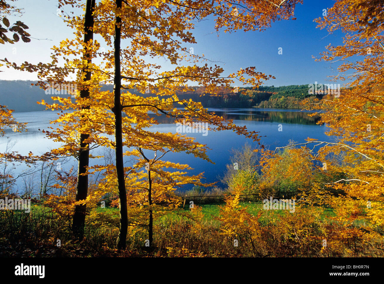 Bois de hêtre à vue à travers Pulvermaar près de Gillenfeld, Eifel, Rheinland-pfalz, Allemagne Banque D'Images