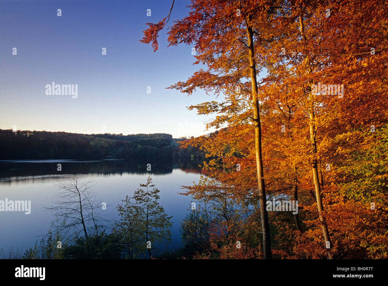 Bois de hêtre à vue à travers Pulvermaar près de Gillenfeld, Eifel, Rheinland-pfalz, Allemagne Banque D'Images