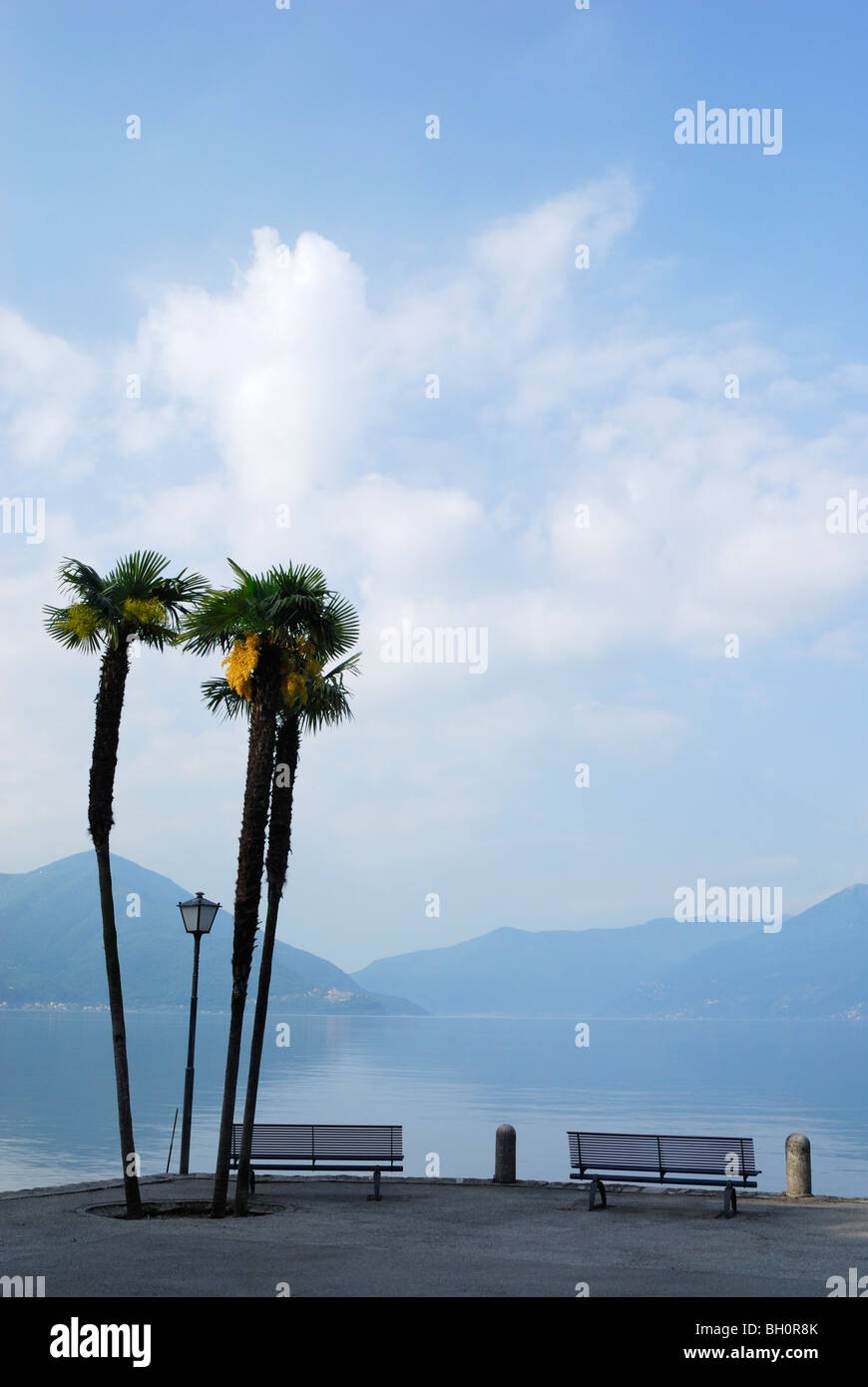 Deux bancs sous les palmiers avec vue sur le lac Majeur, Locarno, le lac Majeur, Lac Majeur, Tessin, Suisse Banque D'Images