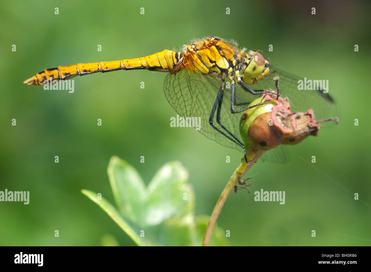 Sympetrum striolatum vert (commune) dragonfly, Kent, Angleterre. Banque D'Images