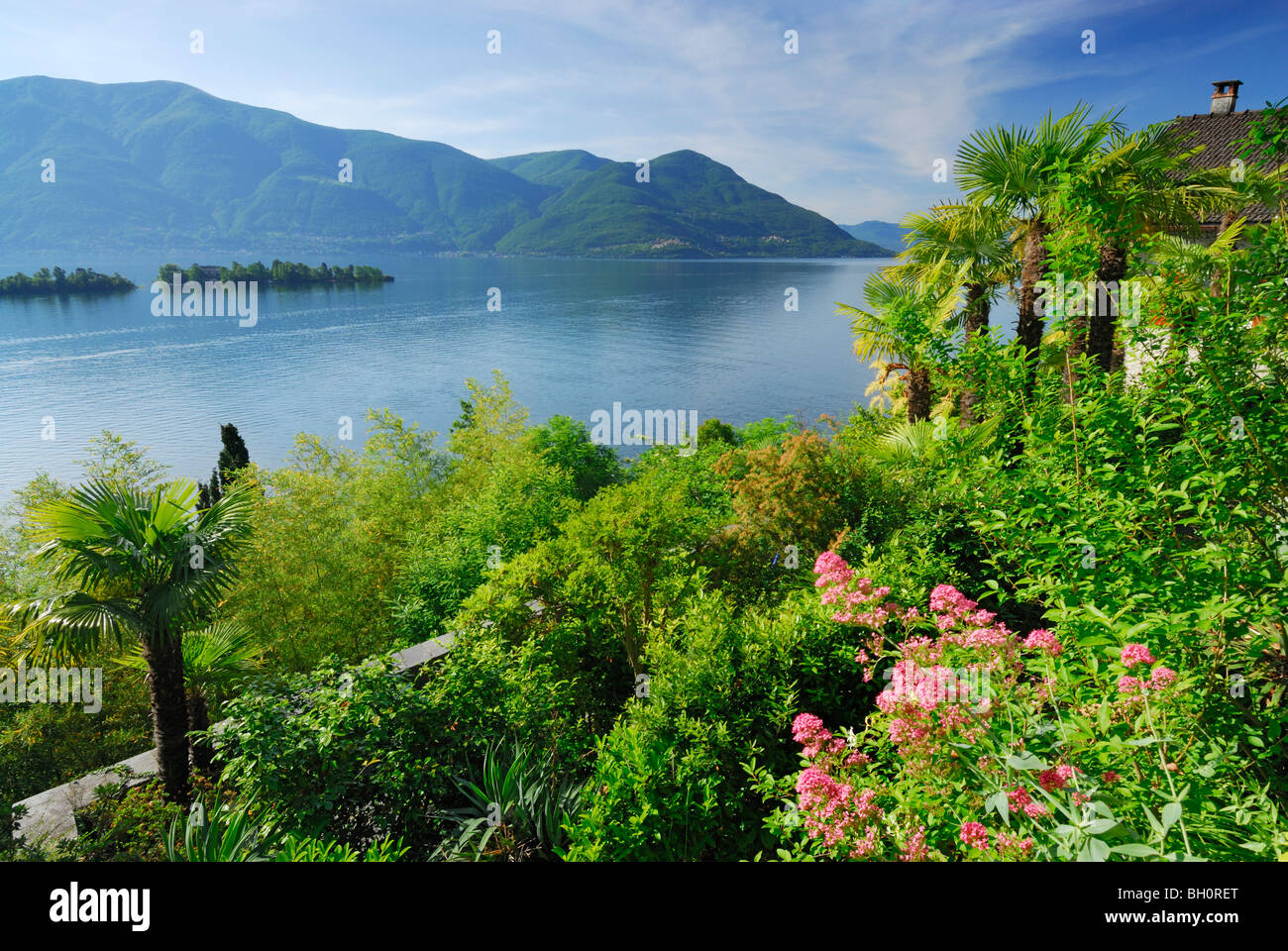 Jardin en terrasse avec des palmiers au-dessus du lac Majeur avec l'île de Brissago, Isole di Brissago, Ronco sopra Ascona, le lac Majeur, Banque D'Images