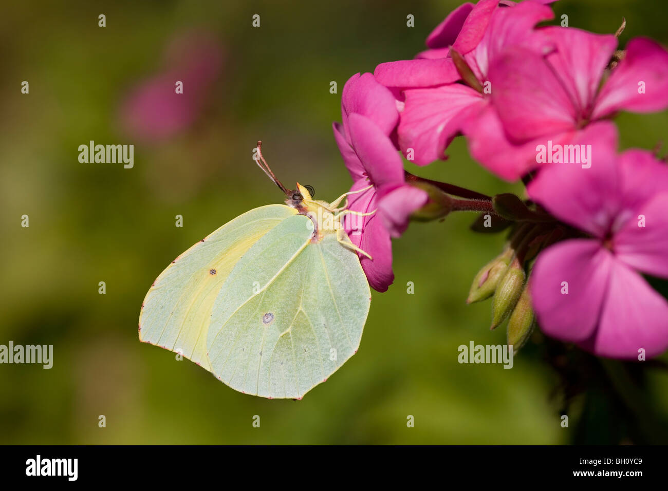 Gonepteryx cleopatra butterfly sur Pélargonium Banque D'Images