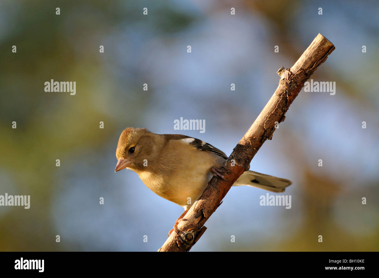 Chaffinch femelle sur un perchoir dans un jardin à Killin dans le Perthshire Scotland UK Banque D'Images