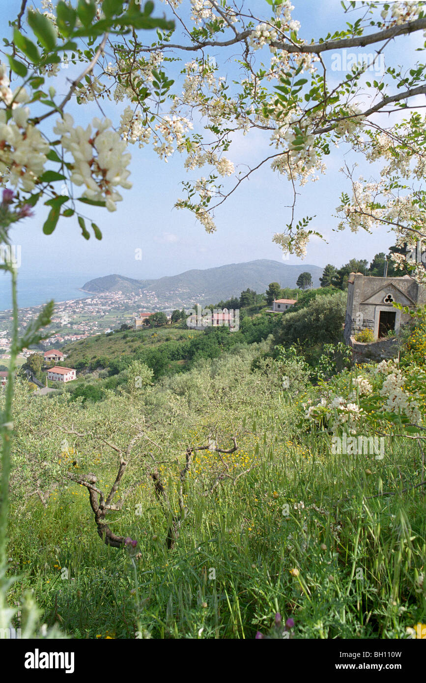 Fleur de printemps le long de la côte du Cilento, Castellabate, Italie, Banque D'Images