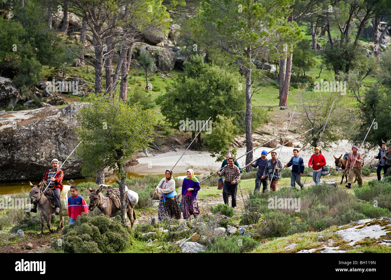 La population locale pour aller récolter des conifères du parc national du lac de Bafa, Turquie Banque D'Images