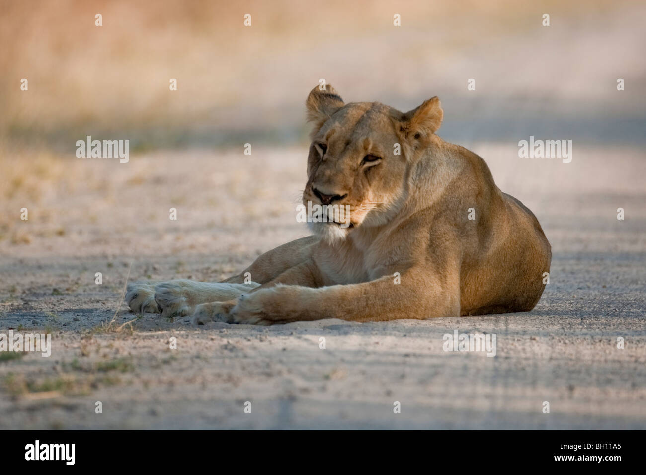 Portrait d'un lion sauvage dans le sud de l'Afrique. La photo a été prise dans le parc national de Hwange au Zimbabwe. Banque D'Images