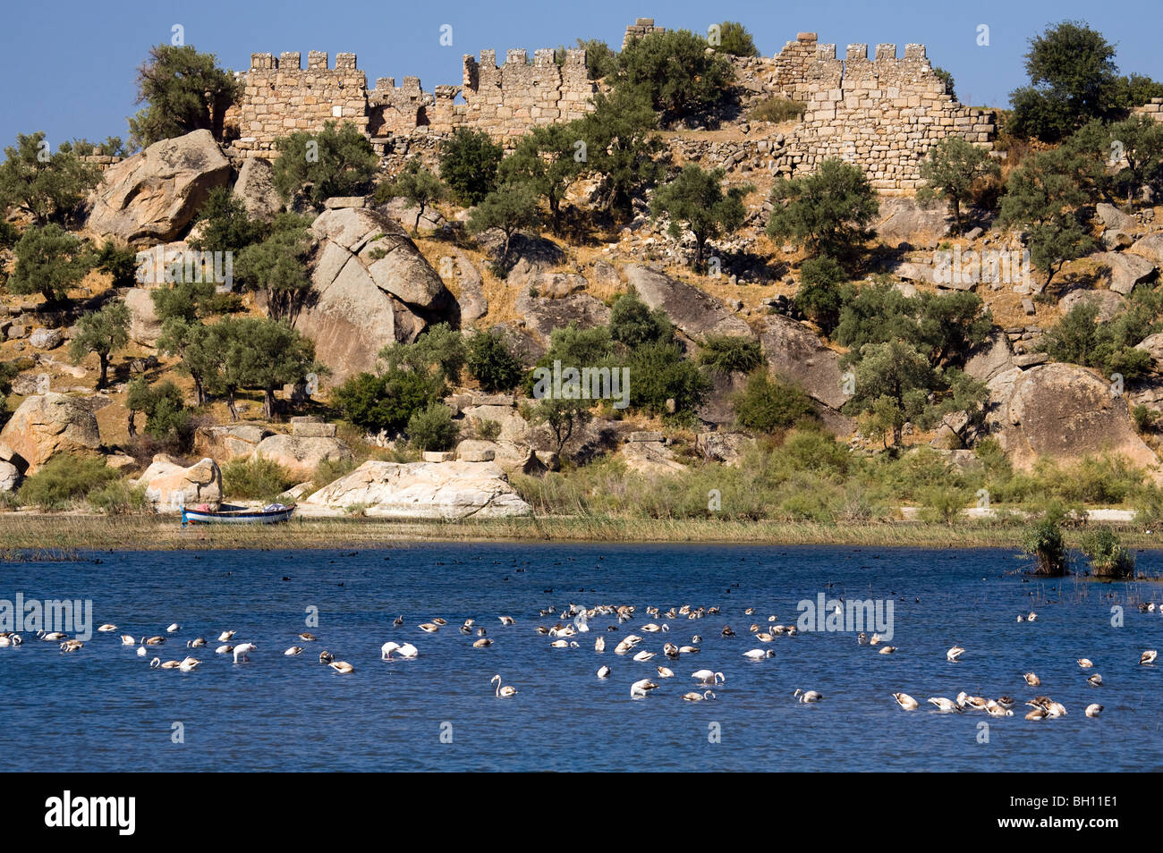 Flamants Roses et d'anciennes ruines Heracleia Parc national du lac de Bafa en Turquie Banque D'Images