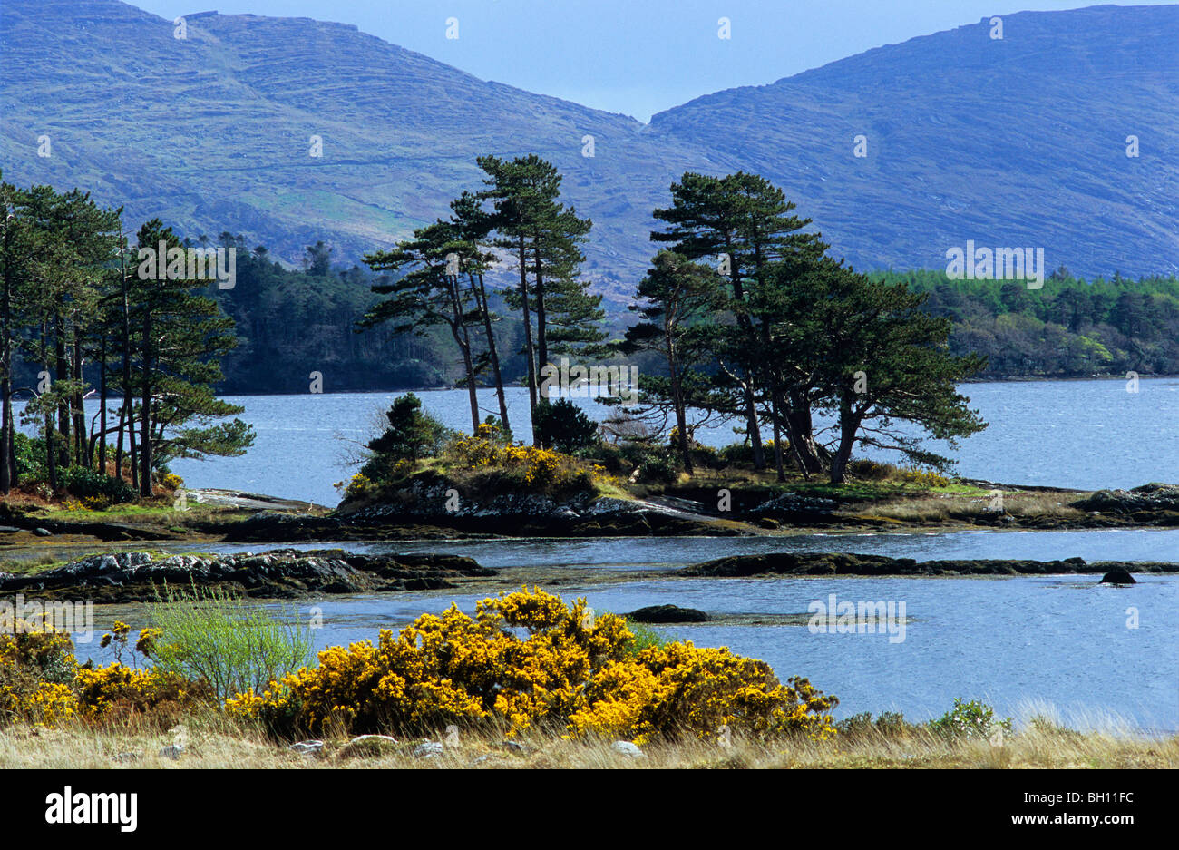 Un paysage idyllique à Kenmare River, péninsule de Beara, comté de Kerry, Irlande, Europe Banque D'Images