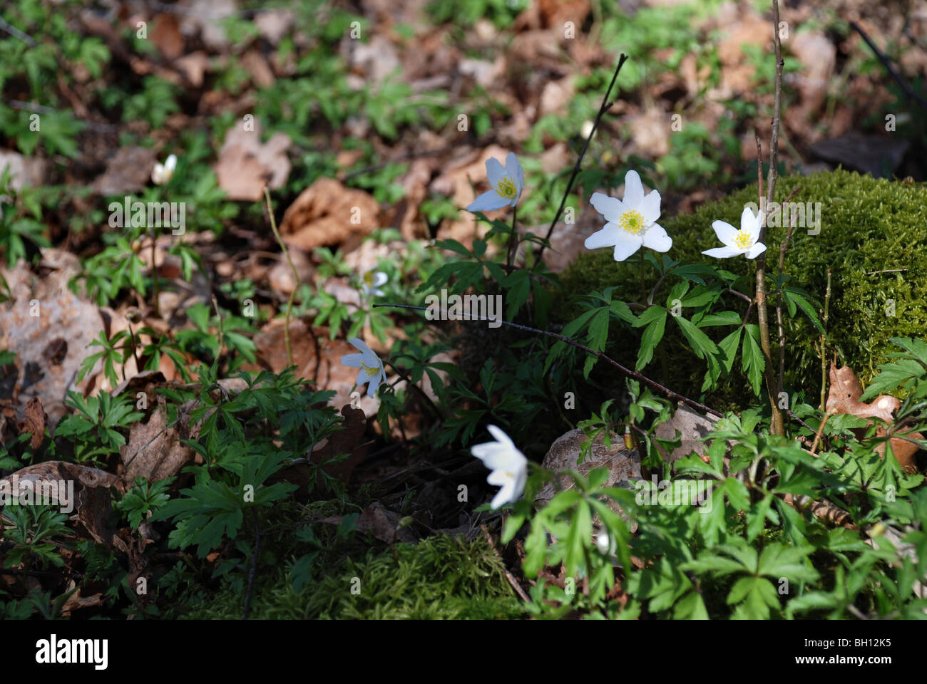La forêt au début du printemps Banque D'Images
