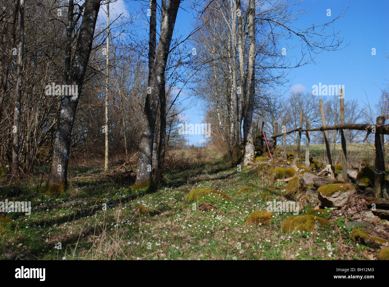 La forêt au début du printemps Banque D'Images