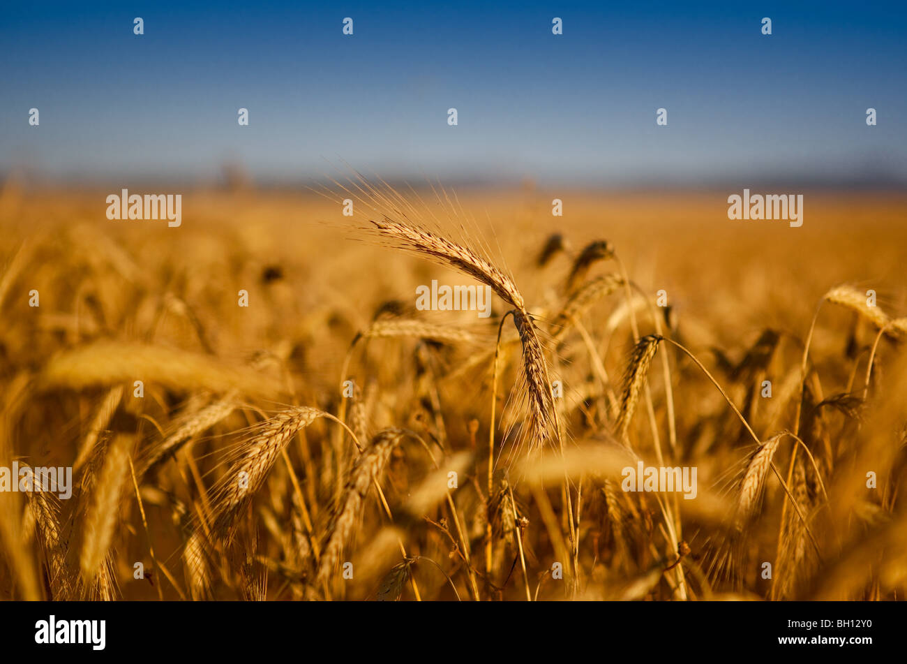 Belle image paysage d'un champ de blé Banque D'Images