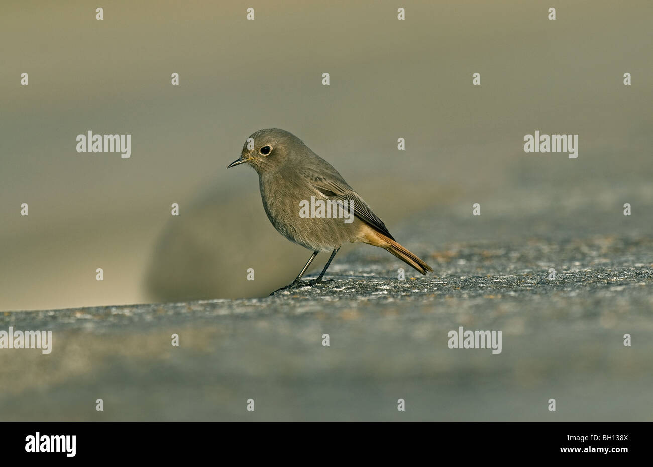 Rougequeue noir femelle ou premier hiver Banque D'Images