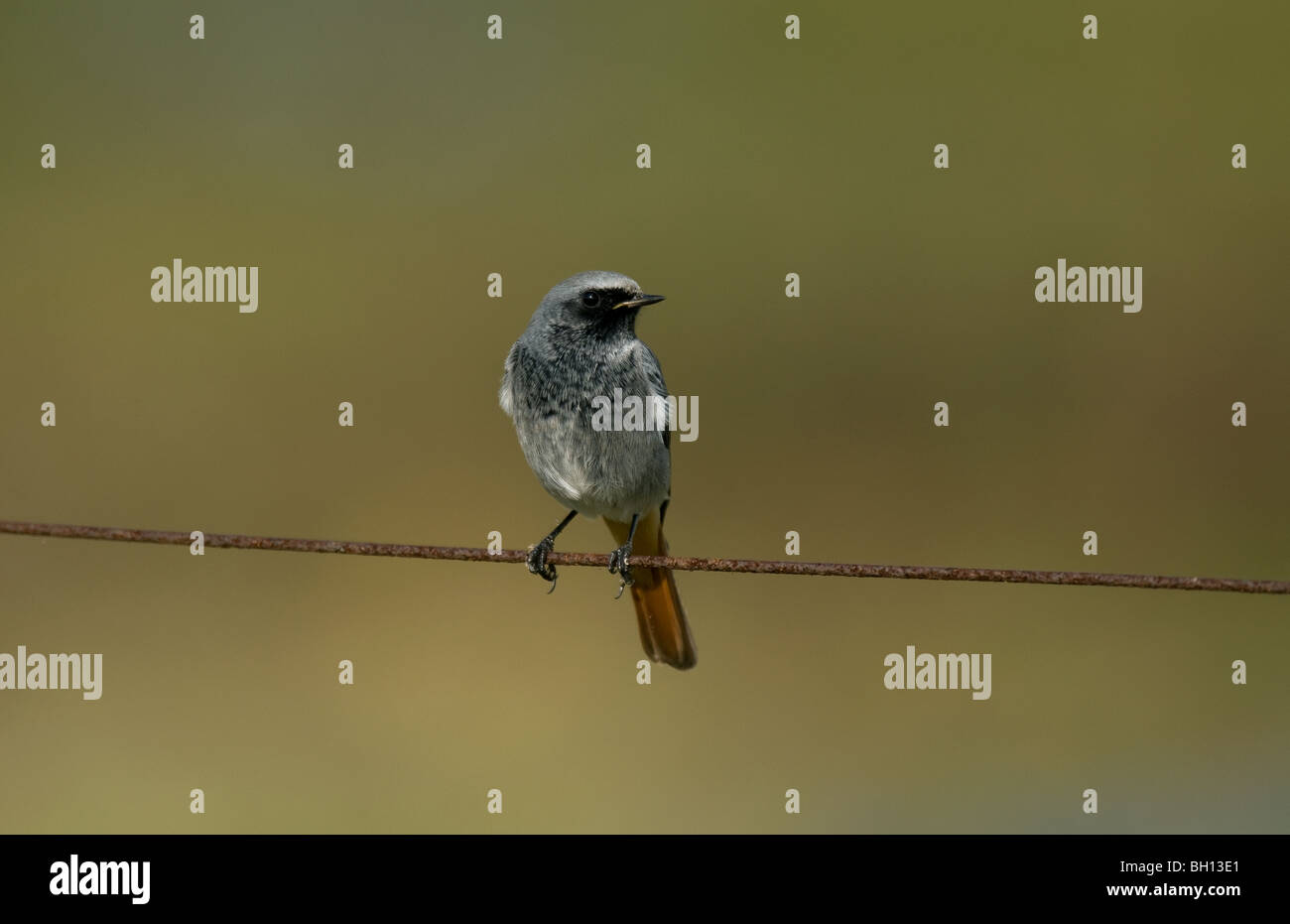 Rougequeue noir homme Banque D'Images