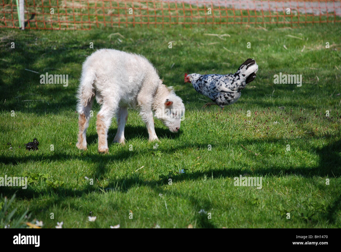 Agneau et poule Banque D'Images