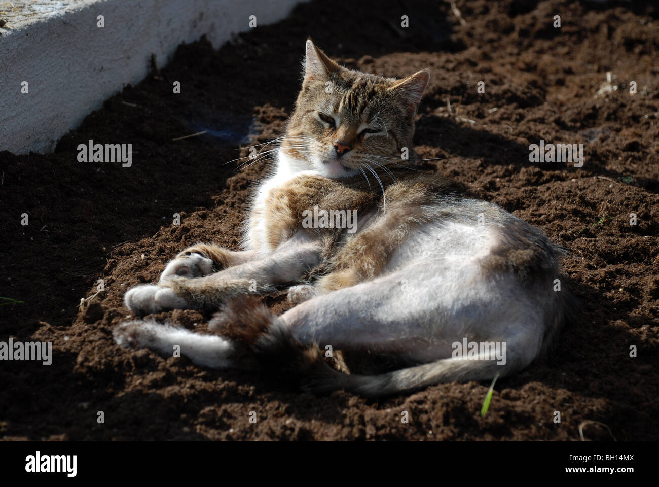 Chat Avec Dermatite Atopique Photo Stock Alamy