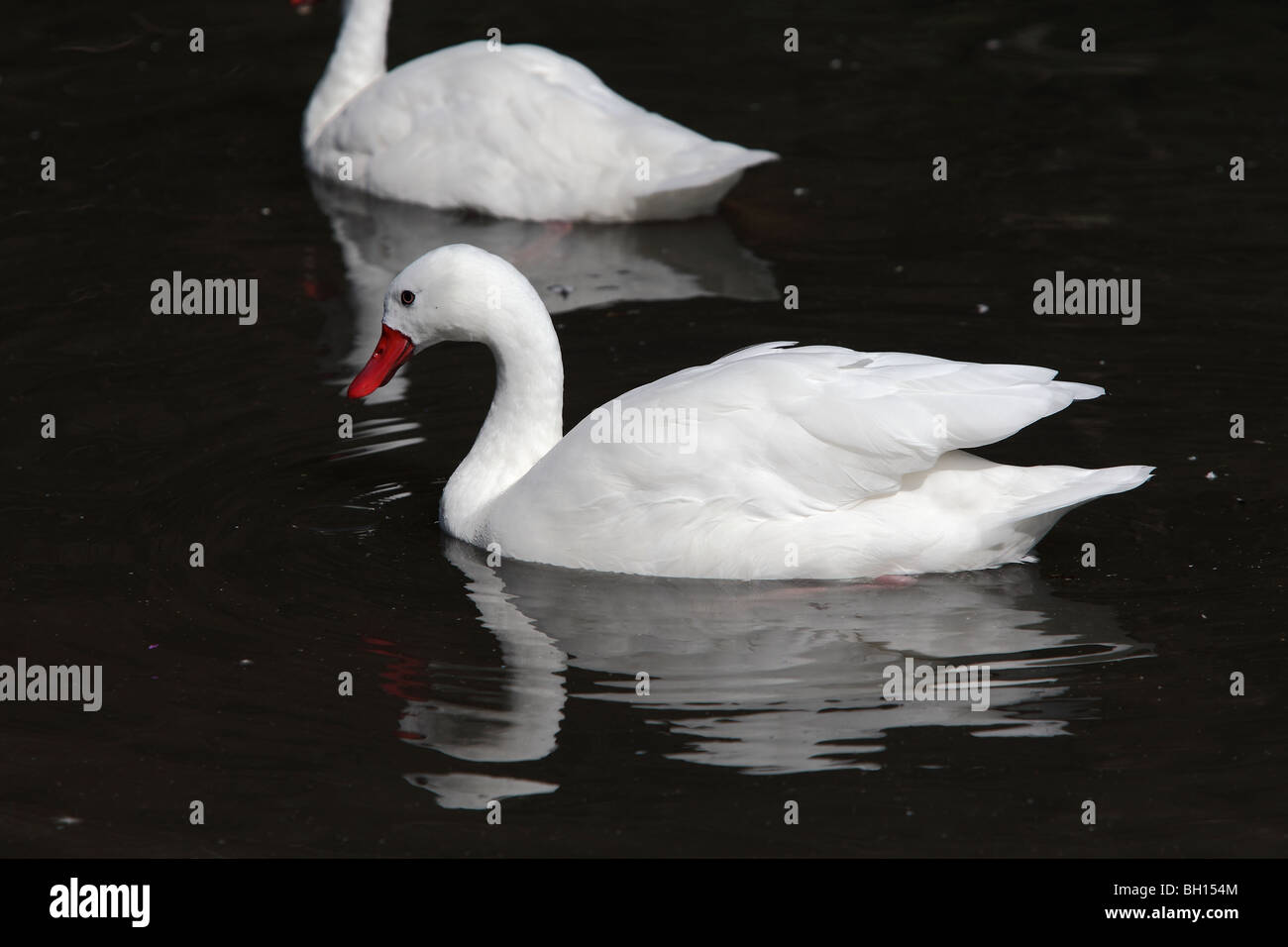 Coscoroba Coscoroba coscoroba (Swan) Banque D'Images