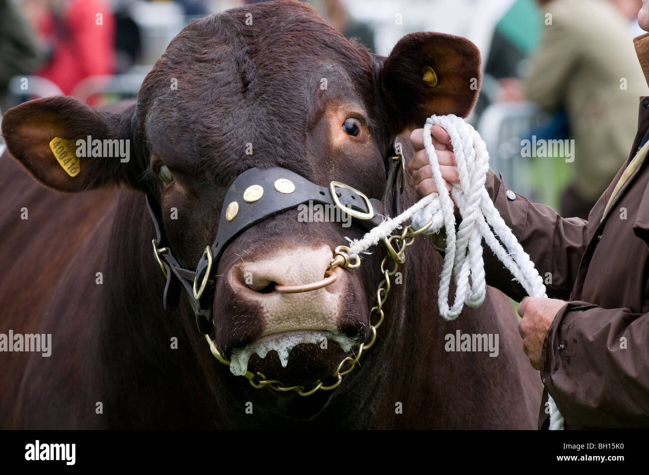 Un froths lauréat du prix bull à l'embouchure à la dernière jamais Royal Show salon de l'agriculture à Stoneleigh Park dans le Warwickshire Banque D'Images