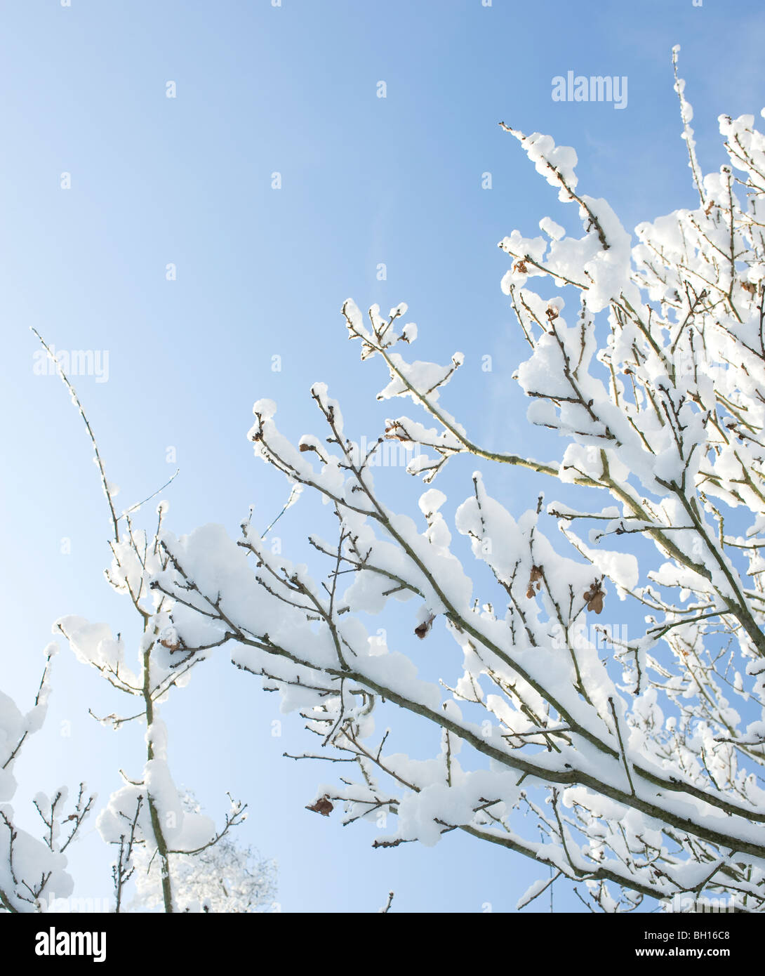 Neige sur tree against blue sky, un jour ensoleillé Banque D'Images