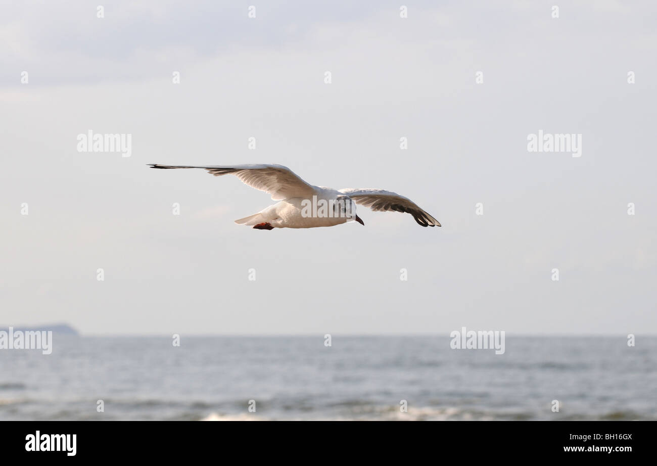 Mew à la mer Baltique, Swinoujscie, Pologne. C'est probablement commun Mouette rieuse - Chroicocephalus ridibundus au plumage de repos Banque D'Images