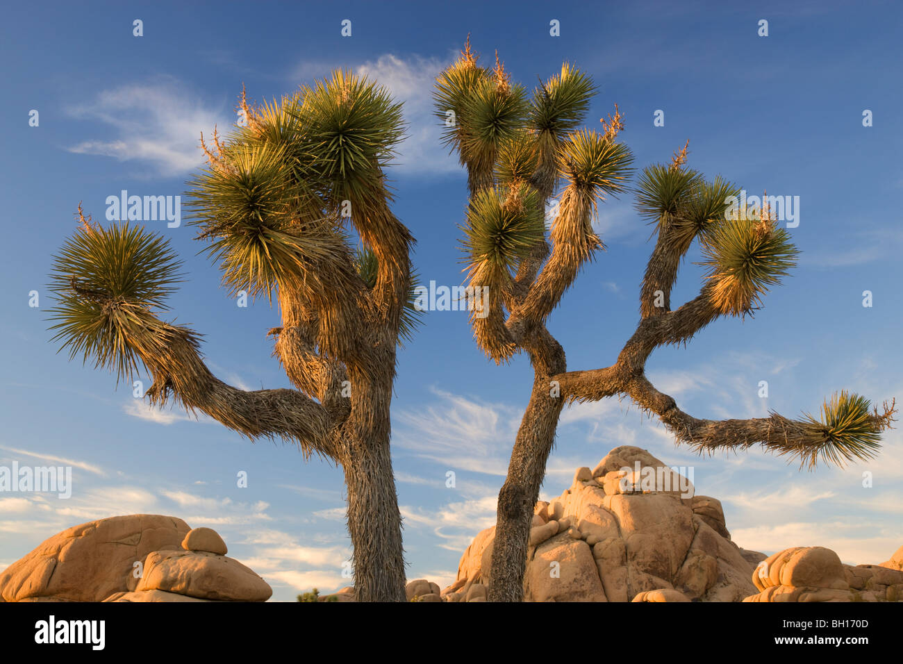 Joshua Tree à Joshua Tree National Park en Californie. Banque D'Images