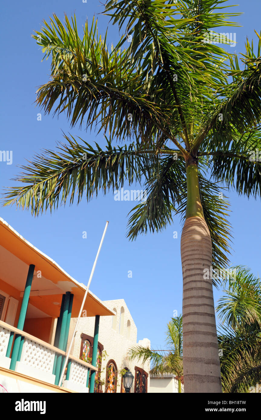 Palmier à Saint Martin avec l'architecture traditionnel des Caraïbes en arrière-plan Banque D'Images