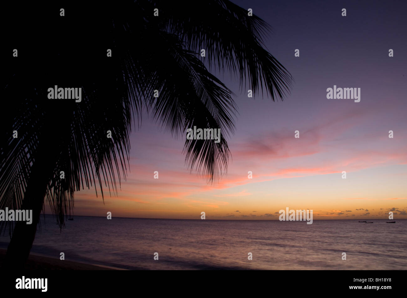Un palm dans l'arbre en silhouette au coucher du soleil ; Alleynes Bay sur la côte ouest de la Barbade, les îles du Vent, les Caraïbes Banque D'Images