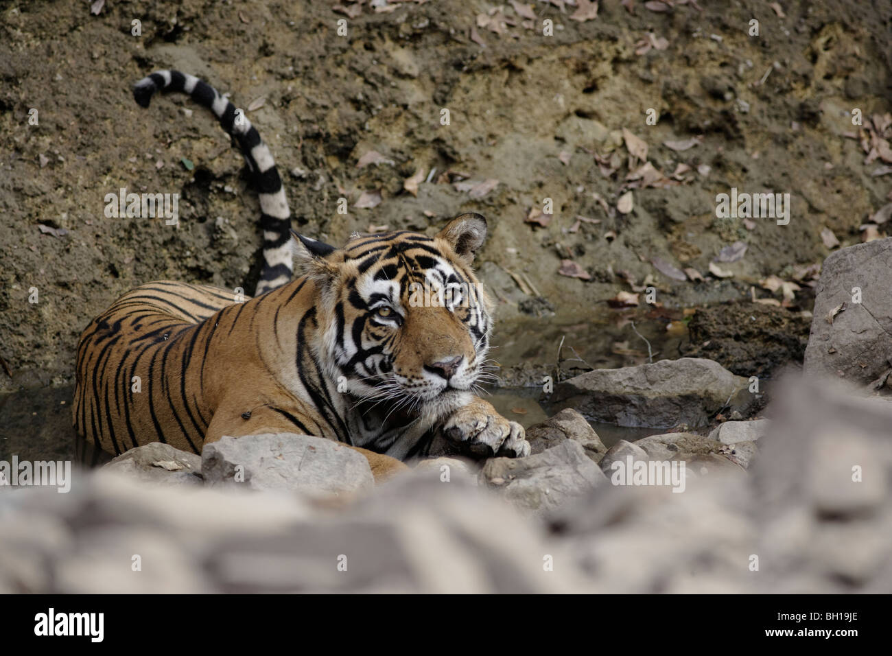 Tigre mâle adulte de refroidissement dans les étés à trou d'eau. ( Panthera tigris ) Banque D'Images